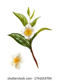 4,665 Camellia Sinensis Plant Images, Stock Photos & Vectors | Shutterstock