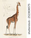 Camelopardis Giraffe (1837) by Georges Cuvier. Vintage giraffe animal sketches from our own original plate. Vintage giraffe art illustration, old giraffe painting, vintage animal art print.