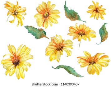 Camomile yellou flower, hand drawing watercolor illustration