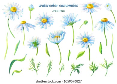 Daisy Leaf High Res Stock Images Shutterstock