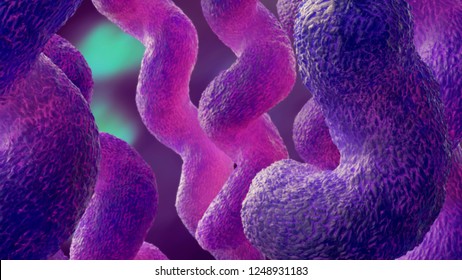 Campylobacter 3d Illustration