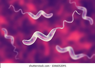Campylobacter Bacteria, C. Jejuni, C. Fetus, Gram-negative S-shaped Motile Bacteria The Causative Agent Of Food-borne Infection Campylobacteriosis, 3D Illustration
