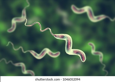 Campylobacter Bacteria, C. Jejuni, C. Fetus, Gram-negative S-shaped Motile Bacteria The Causative Agent Of Food-borne Infection Campylobacteriosis, 3D Illustration