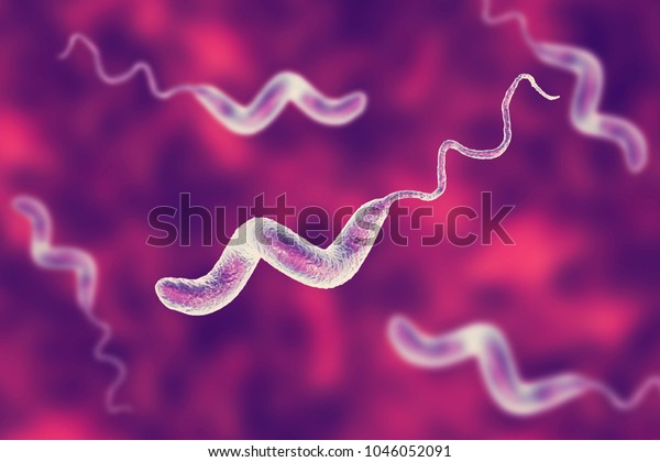 Campylobacter\
bacteria, C. jejuni, C. fetus, Gram-negative S-shaped motile\
bacteria the causative agent of food-borne infection\
campylobacteriosis, 3D\
illustration