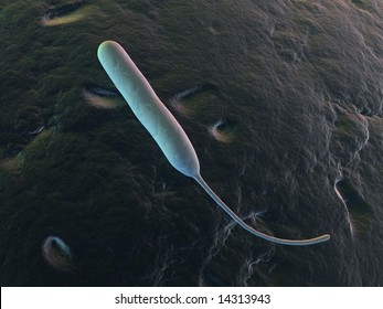 Campylobacter Jejuni