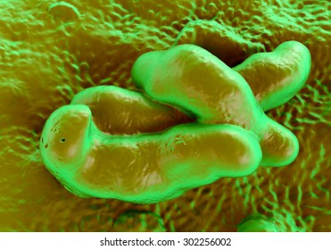 Campylobacter Jejuni Bacteria