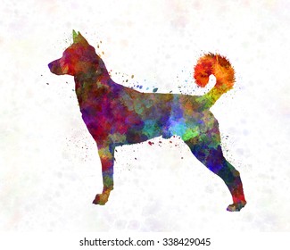 Canaan Dog In Watercolor