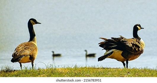 Canada Geese, Chesapeake Bay, Illustration 