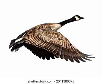 The Canada goose (Branta canadensis) flying, realistic drawing, illustration for the encyclopedia of animals and birds of North America, isolated image on a white background