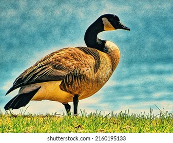 Canada Goose Standing In Grass By Chesapeake Bay, Illustration 