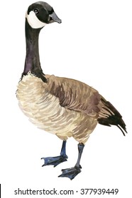 Canadian Goose Watercolor Illustration. 