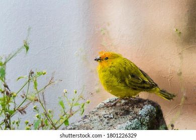 Canary Bird, Scientific Name Serinus Canaria