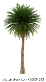 Canary Island Date Palm Tree Isolated On White Background