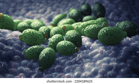 Candida Albicans, Yeast Stage, 3d Illustration. Candida Albicans Is A Single Cell Fungus That Is Part Of The Gut Flora