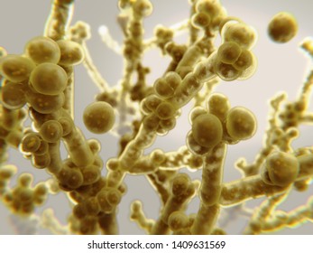 Candida Auris Causes Candidiasis, An Infection Of The Bloodstream, The Central Nervous System And Internal Organs. It Has Acquired Multiple Drug Resistance. 3d Rendering