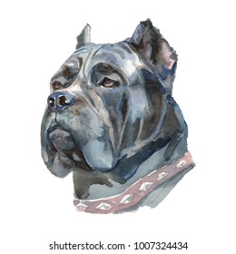 Cane Corso - hand-painted watercolor dog