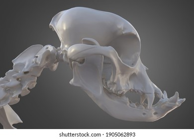 Canine Dog Skull Skeleton, French Bulldog Dog With Brachycephalic Features, 3d Illustration