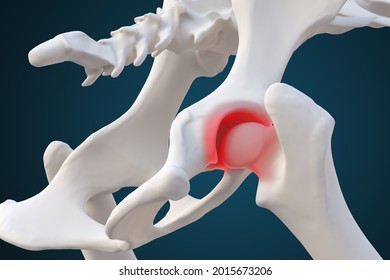 Canine dysplasia, dog bone with visible hip joint and femur affected by inflammation due to dysplasia red area, 3d illustration