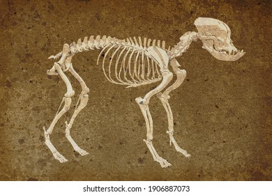 Canine Skeleton In Retro Style, French Bulldog Dog With Brachycephalic Features, 3d Illustration