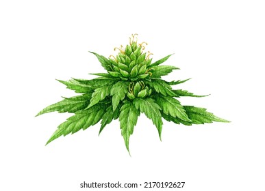 Cannabis flower with green leaves. Watercolor illustration. Hand drawn hemp plant botanical illustration. Cannabis indica or sativa herb flowers with buds, leaves element. White background.