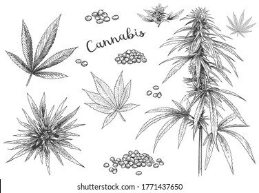 Cannabis hand drawn. Hemp seeds, leaf sketch and cannabis plant  illustration set. Collection of elegant monochrome botanical drawings of marijuana foliage and flower buds in vintage style.