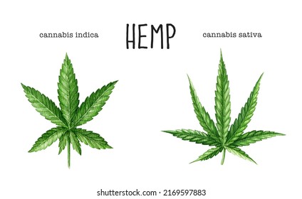 Cannabis indica, sativa leaf element set. Watercolor illustration. Hand drawn hemp herb element. Cannabis sativa and indica green leaf on white background