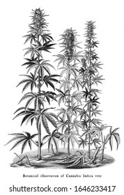Cannabis Indica tree botanical vintage engraving illustration black and white clip art isolated on white background