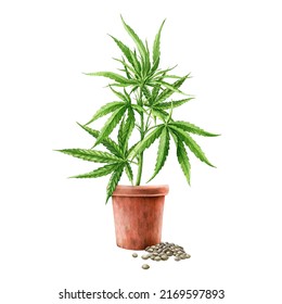 Cannabis sativa herb growing in the flower pot with seeds. Watercolor illustration. Hemp medical herb watercolor element. Growing cannabis sativa plant in the ceramic pot. White background