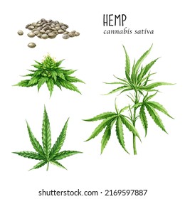 Cannabis sativa leaf, plant, flower, seeds set. Watercolor illustration. Hemp medical herb watercolor element set. Cannabis sativa hand drawn medicine plant on white background