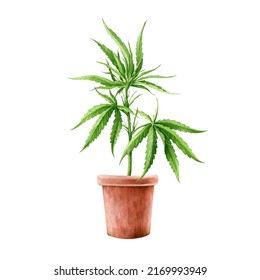 Cannabis sativa plant in the flower pot. Watercolor illustration. Hemp medical herb watercolor element. Cannabis sativa growing in the ceramic pot. White background