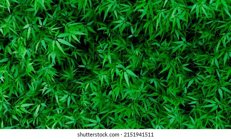 Cannabis Texture Marijuana Leaf Pile on white Background.