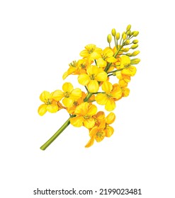 Canola Flower Illustration, 3d Illustration, 3d Rendering, Realism, Photo Realistic, Isolated On White Background