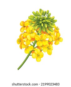 Canola Flower Illustration, 3d Illustration, 3d Rendering, Realism, Photo Realistic, Isolated On White Background