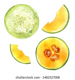 Cantaloupe Watercolor Drawing On A White Background. Drawing Of The Paints Of Food.