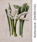 Cape pondweed or water hawthorn (Aponogeton distachyus): flowering stems and leaves Coloured zincograph by L Constans, c 1851, after himself. Vintage botanical illustration. Vintage drawing.