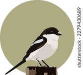 Cape Town Butcher Bird on a stump with an olive background