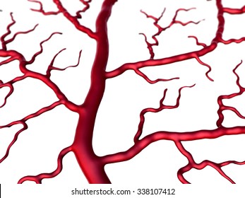 Capillary and cells, vein and Capillary, Capillary on the white background