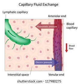 Capillary Fluid Exchange