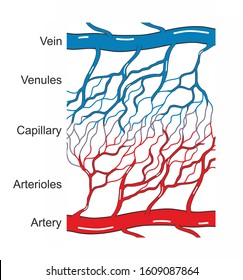 A capillary is a small vessels. Capillaries convey blood between the arterioles and venules. They participate the exchange of gas, nutrients, hormones and wastes between the blood and the tissue cells