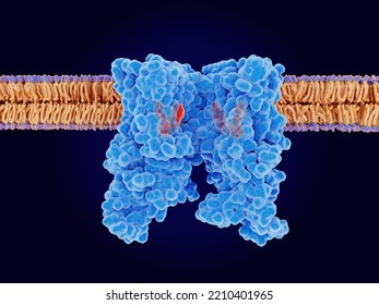 The Capsaicin Receptor TRPV1 With 4 Ligand Analogons Bound. TRPV1 Senses Heat, Regulates The Body Temperature And Contributes To Pain Sensation. Source: PDB Entry 5is0. 3d Rendering