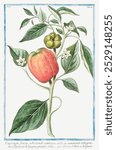 Capsicum fructu, subrotundo, ventricoso dulci in summitate tetragono. (ca. 1772 -1793) by Giorgio Bonelli. Vintage botanical painting illustration, botanical art, botanical art print.