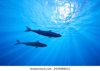 Captivating image of two mackerel fish in motion, gliding gracefully through the clear, sunlit waters of the open ocean, embodying the essence of aquatic life.