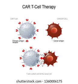 CAR T Immunotherapy. Artificial T Cell Receptors Are Proteins That Have Been Engineered For Cancer Therapy (killing Of Tumor Cells). Genetically Engineered. Diagram For Medical, Education