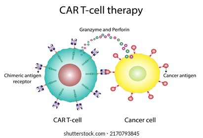 CAR T-cell Therapy And Cancer Treatment . Chimeric Antigen Receptor T Cells. T Cell Receptor Proteins That Have Been Engineered To Kill Cancer Ells. CAR T Cells Immunotherapy. Cancer Therapy. Vector