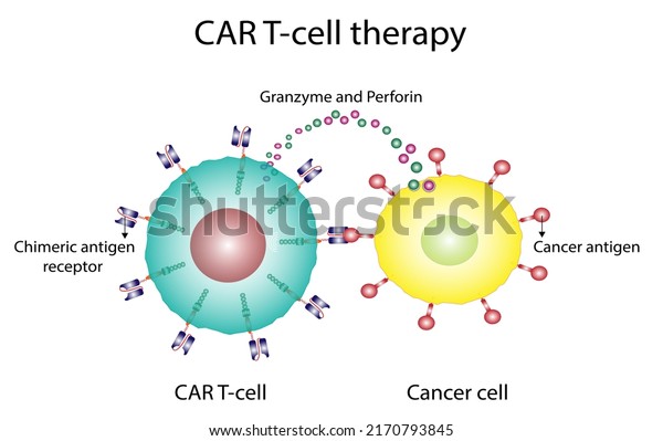 CAR T-cell therapy and Cancer treatment . Chimeric\
antigen receptor T cells. T cell receptor proteins that have been\
engineered to kill cancer ells. CAR T cells immunotherapy. Cancer\
therapy. Vector