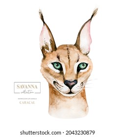 Caracal cat cartoon. lynx. Bobcat. Portrait of a cat