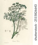 Caraway (Carum carui) illustration. Medical Botany (1836) by John Stephenson and James Morss Churchill. Vintage plant. Vintage art drawing illustration, old painting art print.