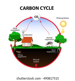 carbon cycle. The carbon path from the atmosphere, into living organisms, then turning into dead organic matter,  and back into the atmosphere.