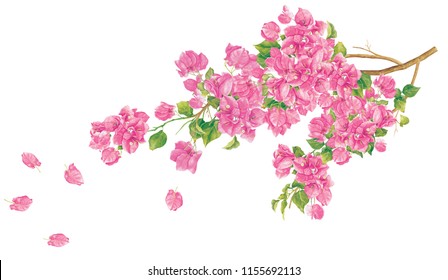 Card template with watercolor Pink bougainvillea.Hand drawn painting on white background.. Illustration for greeting cards, invitations, and other printing projects. Clipping path included.