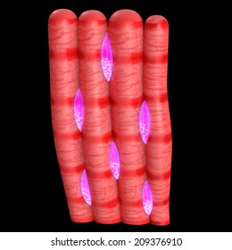 Cardiac Muscle